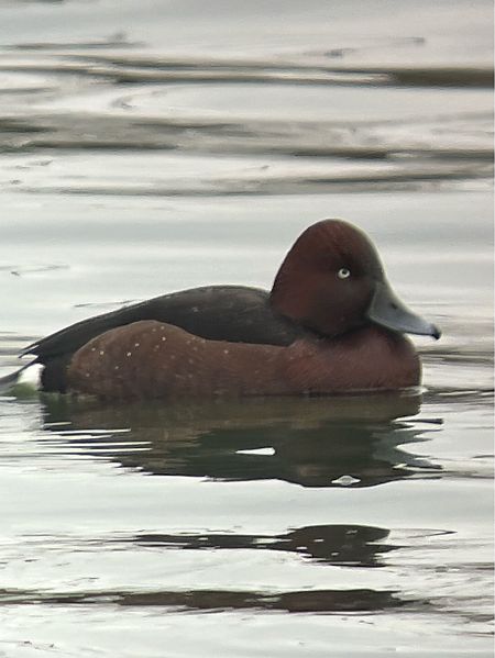 Fuligule nyroca  - Herta Mangeng