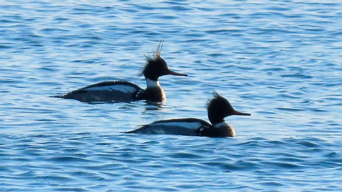 szlachar  - Aleksandra Gehrmann-Bogdanowicz