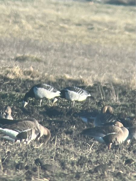 Weisswangengans  - Krzysztof Lis