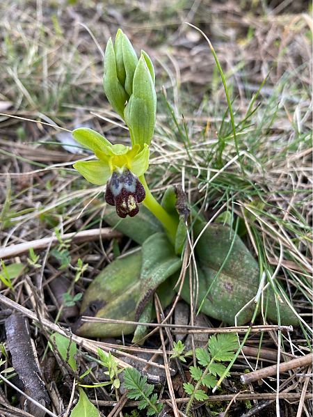 Ophrys forestieri  - Alain Darmuzey