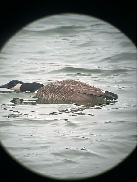 bernikla kanadyjska  - Krzysztof Lis