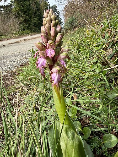 Himantoglossum robertianum  - Jean-Michel Faton