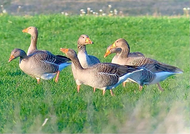 Oca vulgar domèstica  - Ramon Prat Espelt