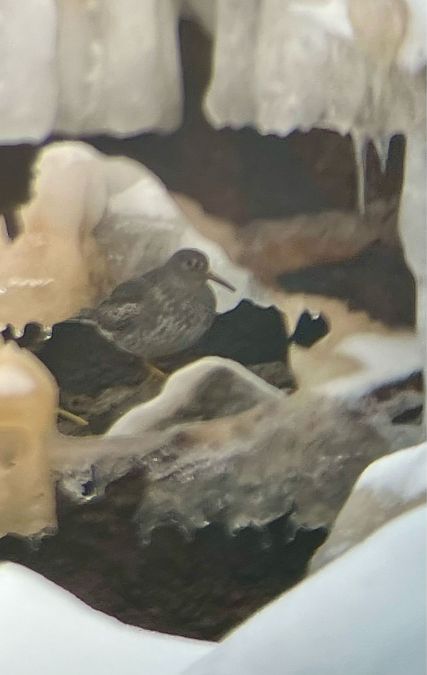 biegus morski  - Krzysztof Lis