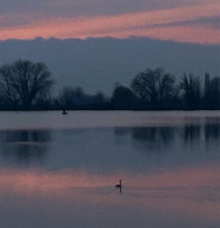 Haubentaucher  - Ilaria Carmosino