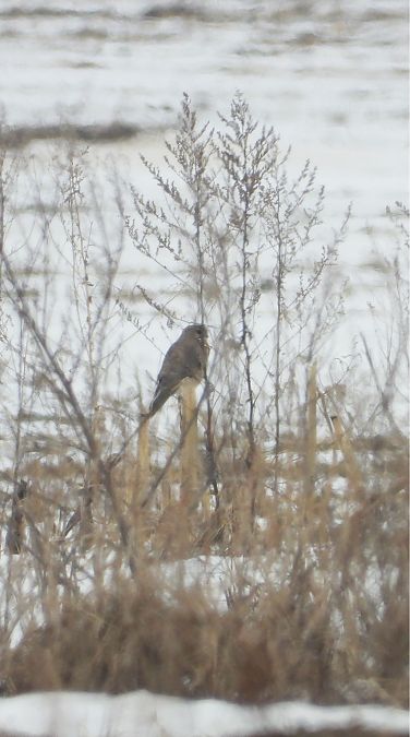 drzemlik  - Marcin Kownacki