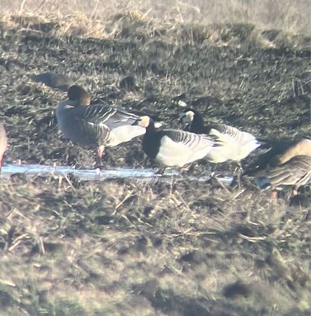 bernikla białolica  - Krzysztof Lis