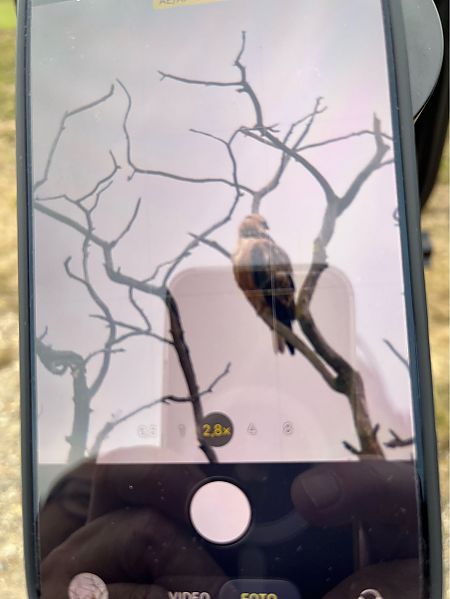 Buse féroce  - Alois Strommer