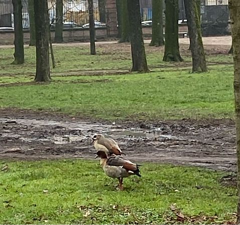 Nilgans  - Franco Roscelli