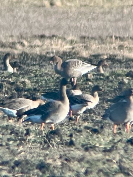 gęś krótkodzioba  - Krzysztof Lis