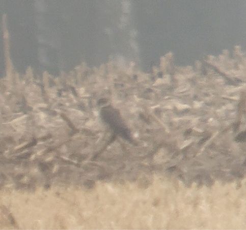 drzemlik  - Krzysztof Lis