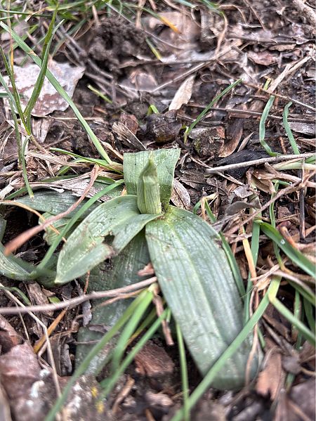 Ophrys occidentalis  - Jean François Tisserand