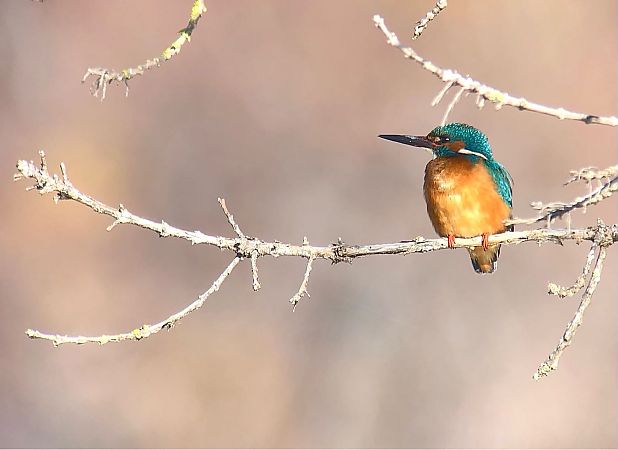 Blauet  - Ramon Prat Espelt