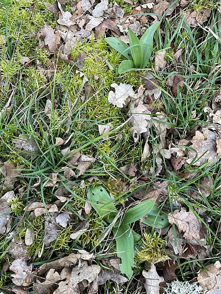 Himantoglossum hircinum  - Olivier Guillemet