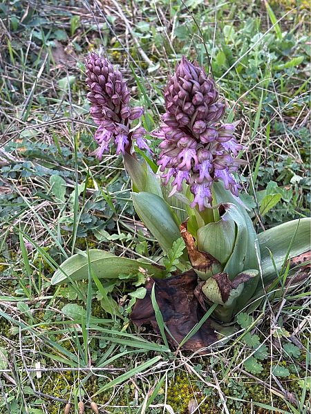 Himantoglossum robertianum  - Jean François Tisserand