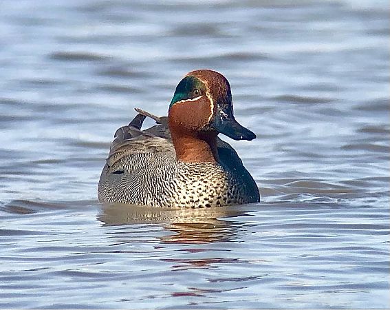 Xarxet comú  - Ramon Prat Espelt