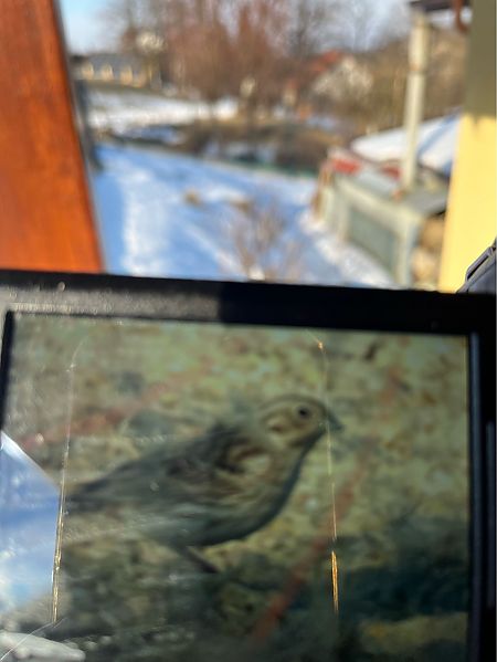 trznadel białogłowy  - Piotr Giertych