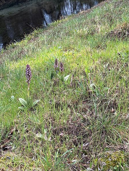 Himantoglossum robertianum  - Jerome Brunet