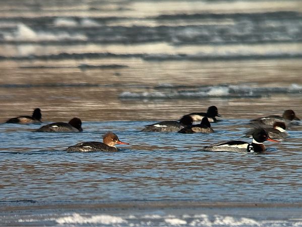 szlachar  - Łukasz Konopka