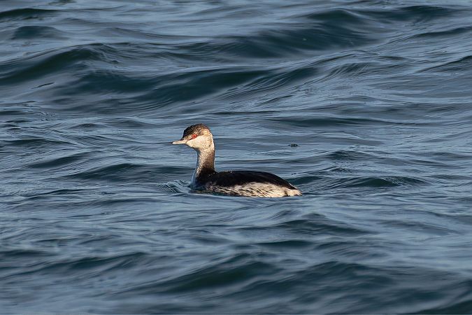 Svasso cornuto  - Fabio Damonte