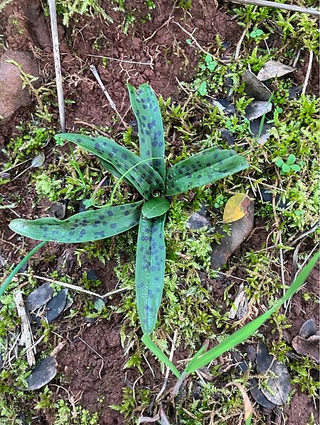 Orchis provincialis  - Florent de Gasperis
