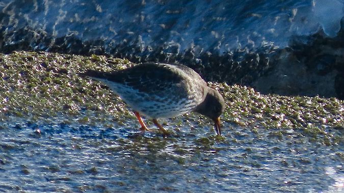 biegus morski  - Aleksandra Gehrmann-Bogdanowicz