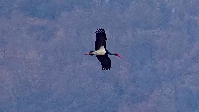 Cicogna nera  - Ivano Candon