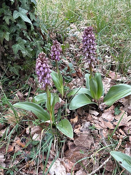 Himantoglossum robertianum  - Jean François Tisserand