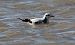 Gavina menuda (Hydrocoloeus minutus) © Autor ocult