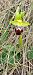 Ophrys forestieri - Gerard Chassan