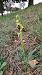 Ophrys occidentalis - Monique Souben