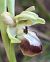 Ophrys sp. © hidden author