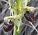 Ophrys massiliensis (Ophrys de Marseille) © auteur non diffusé