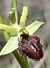 Ophrys massiliensis © hidden author