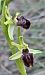 Ophrys massiliensis © hidden author