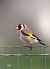 Cardellino (Carduelis carduelis) © Rubino Pa No