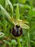 Ophrys arachnitiformis (Ophrys en forme d'araignée) © Diane Raibaut