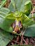 Ophrys forestieri (Ophrys de Forestier) © Diane Raibaut