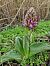Orchis géant (Himantoglossum robertianum) © Jana Marco