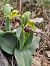 Ophrys forestieri (Ophrys de Forestier) © Diane Raibaut