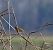 Migliarino di palude (Emberiza schoeniclus) © Lorenza Venturini