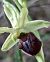 Ophrys massiliensis © hidden author