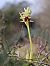 Ophrys occidentalis (Ophrys occidental) © Alain Bultez