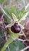 Ophrys occidentalis  - Emmanuel Cosson