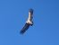 Grifone (Gyps fulvus) © Autore sconosciuto