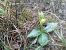 Ophrys forestieri (Ophrys de Forestier) © Alain Falvard
