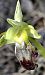 Ophrys forestieri © hidden author