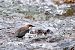 White-throated Dipper (Cinclus cinclus) © Renato Sascor