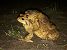 Sapo común ibérico (Bufo spinosus) © Ramon Prat Espelt