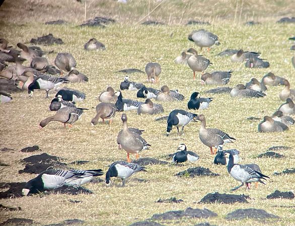 bernikla białolica  - Krzysztof Lis